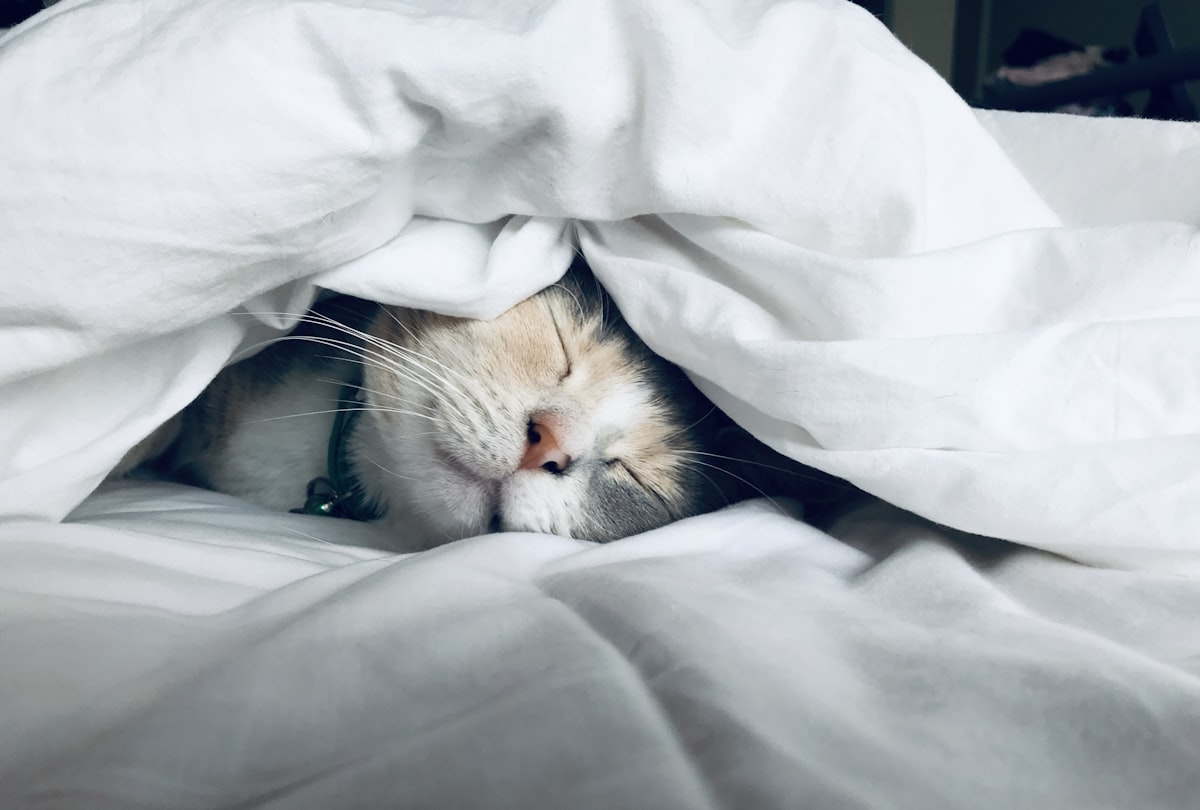 Quiet bedroom, recovery sleep